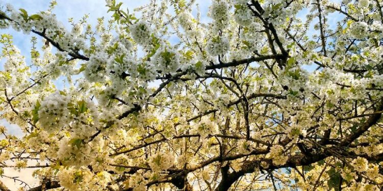 Karel Hynek Mácha: Máj / Aleš, Toyen, Zrzavý, Sýkora