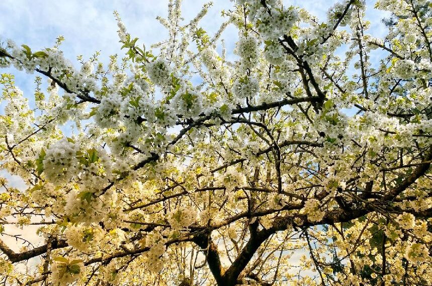 Karel Hynek Mácha: Máj / Aleš, Toyen, Zrzavý, Sýkora